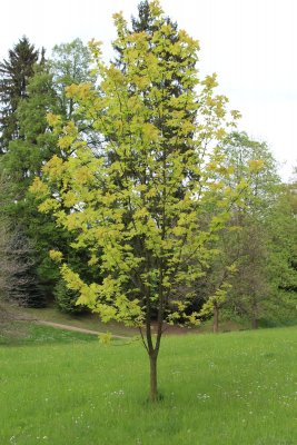 Acer pseudoplatanus 'Worleei' - javor klen - jarní habitus (66)